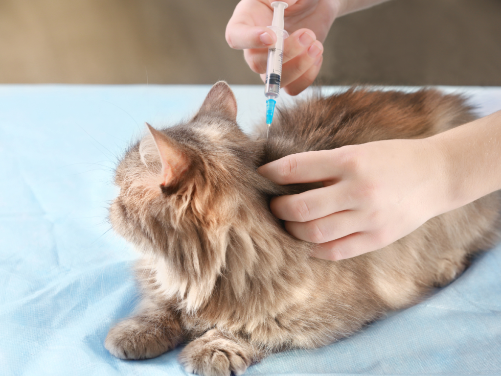vaccino leucemia felina