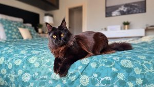 copertina articolo vaccino trivalente gatto maine Coon nero whitewillow